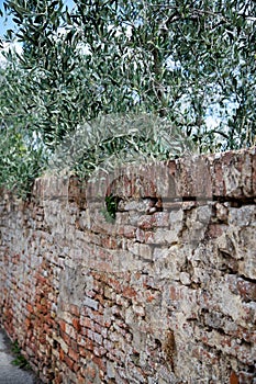 Ancient Tuscan Wall with Olive Tree Branches Hanging Over Side