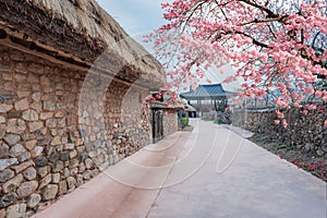 Ancient village in southern Korea, Korean traditional building with beautiful cherry blossom during Spring season