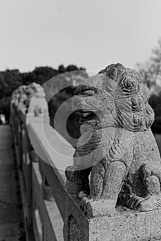 Ancient vivid stone lion on the bridge in Beijing,China in black and white