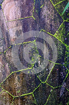 Ancient wall with cracks and moss. Abstract image.