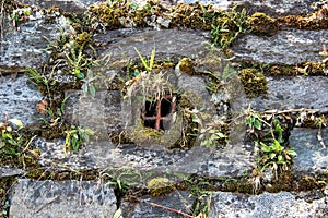 Ancient wall made of natural rocks with window-like water-drain pipe in the center and with plants and lichens between blocks