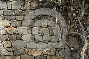 Ancient wall and roots