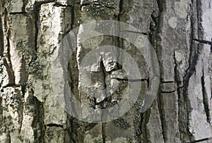 ancient walnut tree with texture