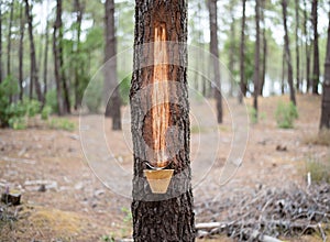 Ancient way of collecting pine resin. Pine forest in the south of France.