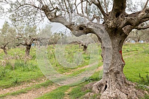 Ancient way through an olive grove, Sparta, Greece, Europe