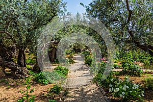 The ancient and well-kept Garden of Gethsemane photo