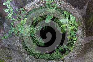 Ancient well overgrown with fern