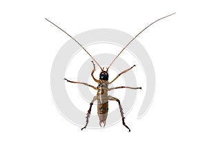 Ancient weta isolated on white