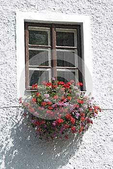 The ancient window w flowers