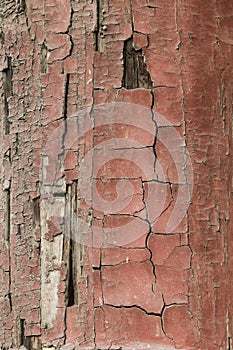 Ancient Wood Pillar Texture