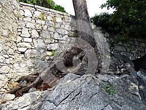 Ancient wood roots through the rocks, Opatija, Croatia, Europe