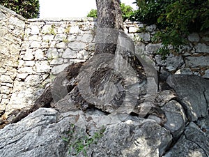 Ancient wood roots through the rocks, Opatija, Croatia, Europe