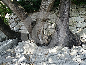 Ancient wood roots through the rocks, Opatija, Croatia, Europe