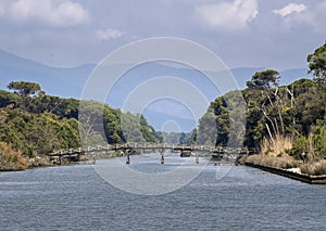 Ancient wooden bridge over river in scenic Natural Park of Migliarino San Rossore Massaciuccoli. Near Pisa, in Tuscany