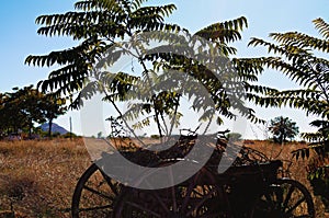 Ancient wooden dray with green leaves bushes. Blurred background. An old cart with big wheels standing near beautiful bush