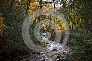 Ancient Woods Of Dean Park in Kilmarnock in Autumn and the River Fenwick