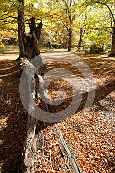 Anciently considered sacred and dedicated to Jupiter, the Bosco di Sant`Antonio is one of the most beautiful aborigines in Abruzzo