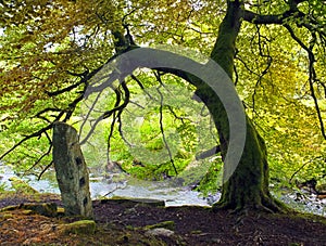 Ancinetstanding stone underneath an overhanging tree with bright Autumn leaves next to a flowing small river with rocks and boulde