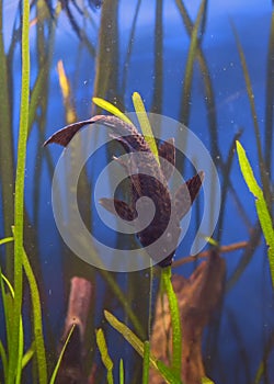 Ancistrus aquarium fish swims among the algae