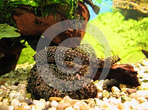 Ancistrus (Bristle-nose Catfish) on a stone photo