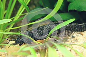 Ancistrus fish