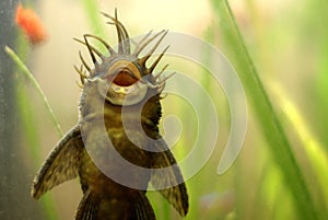 Ancistrus fish