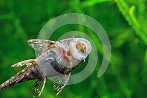 Ancistrus Tropical fish, Bristlenose catfish on the glass