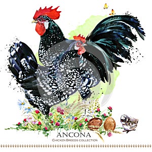 Ancona Chicken breed. Poultry farming. domestic farm bird