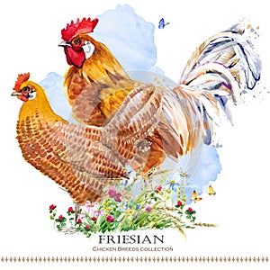 Ancona Chicken breed. Poultry farming. domestic farm birdFriesian