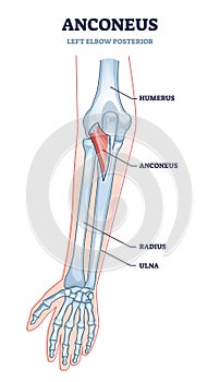 Anconeus as left elbow posterior view medical description in outline diagram