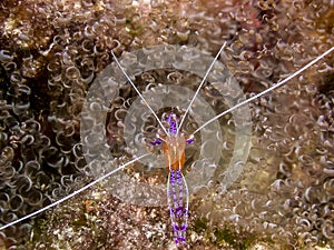 Ancylomenes pedersoni,Pederson`s shrimp photo