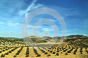 Andalucia Olive fields