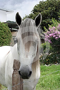 Andalucian Horse