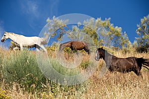 Andalucian horses wander on a hillside, Sedella, Spain.