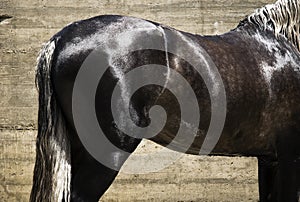 Andalucian stallion horse.