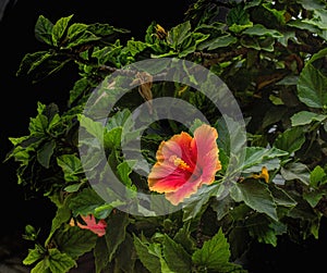 Andalusia flower hibiscus in jardiniere photo