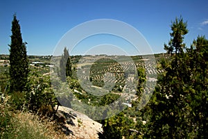 Andalusia, Spain: Fields of Olive Groves photo
