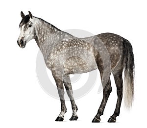 Andalusian, 7 years old, also known as the Pure Spanish Horse photo