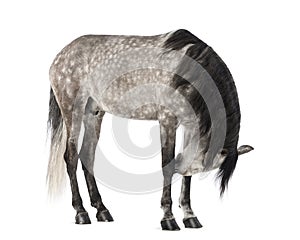 Andalusian, 7 years old, also known as the Pure Spanish Horse or PRE