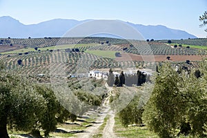 Andalusian agricultural landscape along the `Ruta de los Cortijos` in Domingo PÃÂ©rez Spain photo