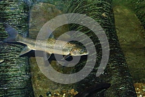 Andalusian barbel or gypsy barbel Luciobarbus sclateri, freshwater fish endemic to the south of the Iberian Peninsula Spain an