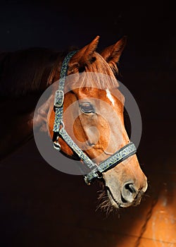 Andalusian bay horse with classic bridle in dark stable