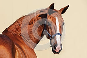 Andalusian bay horse with classic bridle in light background