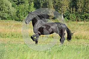 Andalusian bay horse with classic bridle in light background