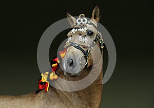 Andalusian bay horse portrait with a bridle of national colors