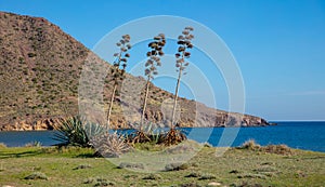 Andalusian beach in Spain