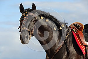 Andalusian black horse portrait against blue sky