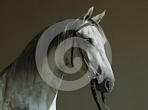 Andalusian grey horse with classic bridle in dark stable