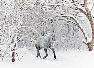 Andalusian grey horse in winter woods