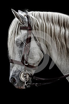 Andalusian horse photo